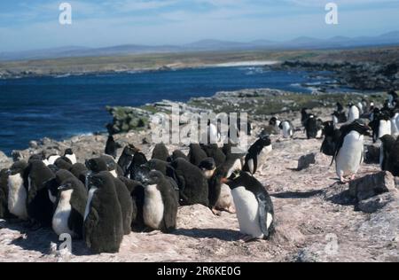 Rockhopper-Pinguine, Pebble Island, Falklandinseln (Eudyptes chrysocome) Stockfoto