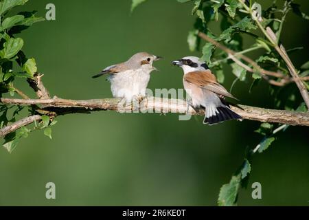 Rothuhn (Lanius collurio), Paar, Bulgarien Stockfoto