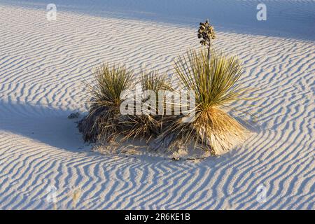 Seifenbaum Yucca in der Wüste, White Sands National Monument, Soaptree Yucca (Yucca elata), USA Stockfoto