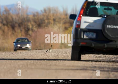 Greater Roadrunner (Geococcyx californianus) auf der Straße, Bosque del Apache, New Mexico, USA Stockfoto