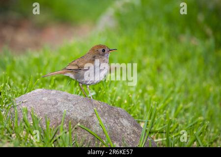 Nightingale mit roter Kappe, Cerro de la Ruddy mit Nachtigall-Soor (Catharus frantzii), Costa Rica Stockfoto