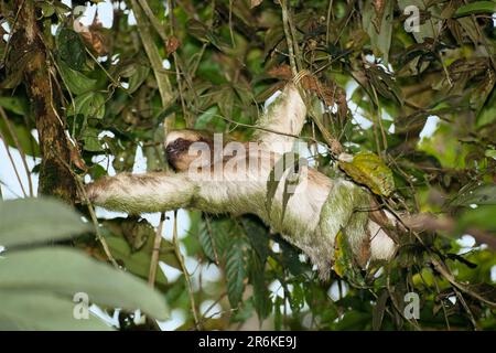 Bleichwurzelfaultiere (Bradypus tridactylus), Costa Rica Stockfoto