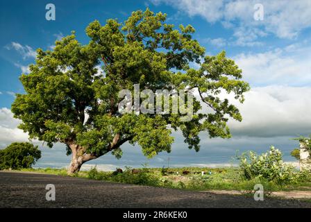 Neem Tree (Azadirachta Indica a. juss) (Melia azadirachta linn) auf einer Dorfstraße Tamil Nadu, Südindien, Indien, Asien Stockfoto