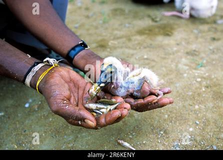 Fütterung des gefallenen Küken aus dem Nest im Koonthankulam Vogelschutzgebiet bei Tirunelveli, Tamil Nadu, Südindien, Indien, Asien Stockfoto