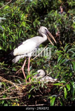 Offener Storch (Anastomus oscitans) mit Chick Ranganathittu Bird Sanctuary in der Nähe von Mysuru Mysore, Karnataka, Südindien, Indien, Asien Stockfoto