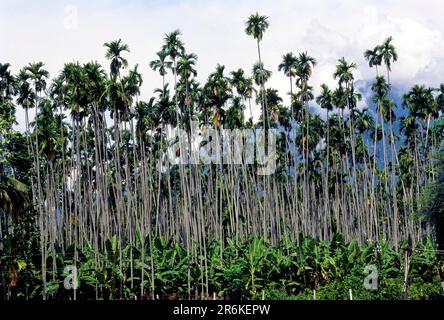 Heilpflanzen (Arecaceae) Arekanut (Areca Catechu Linn.) Baum, Betelnussbaum am Kallar Fuß der Nilgiri Hügel, Tamil Nadu, Südindien, Indien Stockfoto
