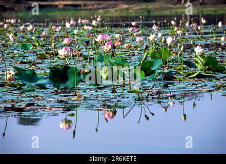 Lotusblume Heiliger Lotus, Laxmi Lotus, Indischer Lotus (Nelumbo nucifera) Tamil Nadu, Südindien, Indien, Asien Stockfoto