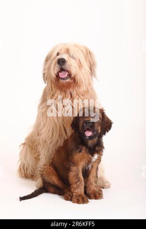 Mischhund (Briard Mix) und Briard, Welpe, 9 Wochen, Berger de Brie Stockfoto