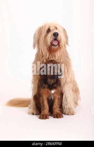 Mischhund (Briard Mix) und Briard, Welpe, 9 Wochen, Berger de Brie Stockfoto