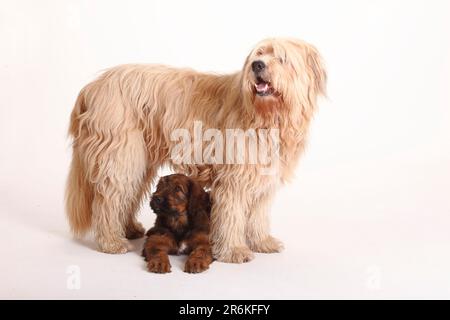 Mischhund (Briard Mix) und Briard, Welpe, 9 Wochen, Berger de Brie Stockfoto