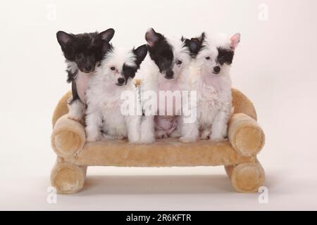 Chinesische Kammhunde, haarlos und pudertaub, Welpen, 9 Wochen, Pudertaub, Sofa, Couch Stockfoto