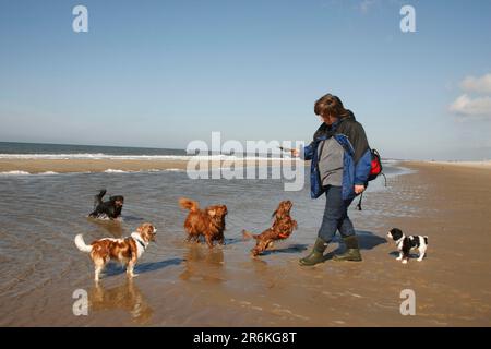 Frau mit einer Gruppe Kavalier König Charles Spaniels am Strand, Texel, Niederlande Stockfoto