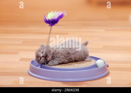 Britisches Longhair-Kätzchen, Kätzchen, Blaucreme, Highlander, Lowlander, Britanica, BLH, Spielzeug, Katzenspielzeug, freistehend Stockfoto