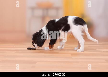 Kavalier König Charles Spaniel, Welpe, dreifarbig, 13 Wochen, schnüffelt Hundeexkrement, Hundekacke, nicht im Haus ausgebildet, im Haus, freisetzbar Stockfoto