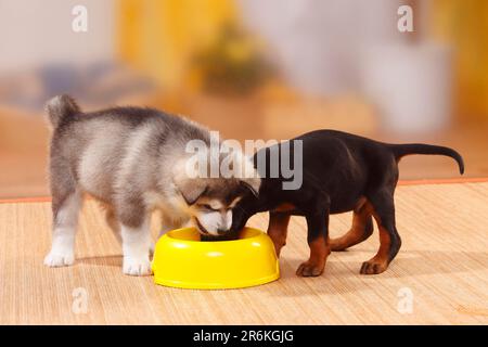 Alaska Malamute, Welpe, 6 Wochen, und Doberman, 5 Wochen, Essensschüssel, Schüssel, Essensneid Stockfoto