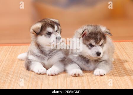 Alaskan Malamutes, Welpen, 6 Wochen Stockfoto