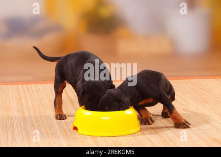 Doberman, Welpen, 5 Wochen, Doberman, Food Bowl, Schüssel, Essensneid, Wettbewerb Stockfoto