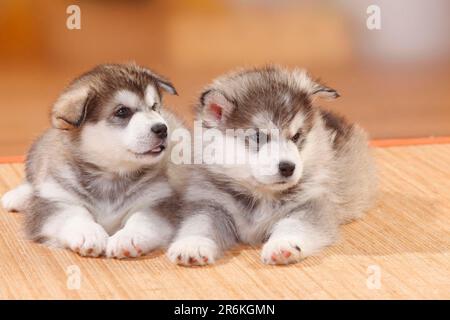 Alaskan Malamutes, Welpen, 6 Wochen Stockfoto