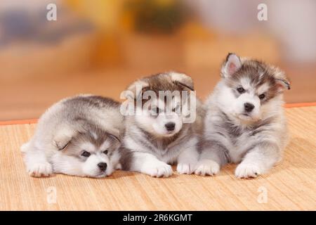 Alaskan Malamutes, Welpen, 6 Wochen Stockfoto