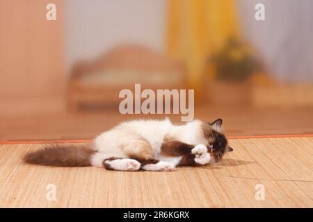 Birman-Katze, SEAL-Point, Heiliger birman, Spielzeug Stockfoto