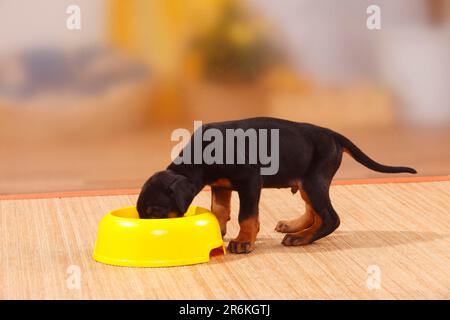 Doberman, Welpen, 5 Wochen, Fütterschüssel, Schüssel, Seitlich Stockfoto