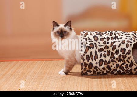 Birman-Katze, Seal-Point, Heiliger birman, Tunnel, Spieltunnel, Ristle Tunnel, seitlich Stockfoto