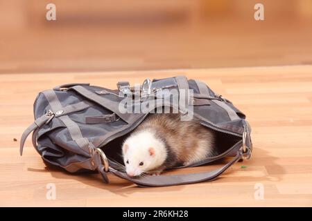 Frettchen (Mustela putorius forma domestica) in Handtasche, abnehmbar Stockfoto