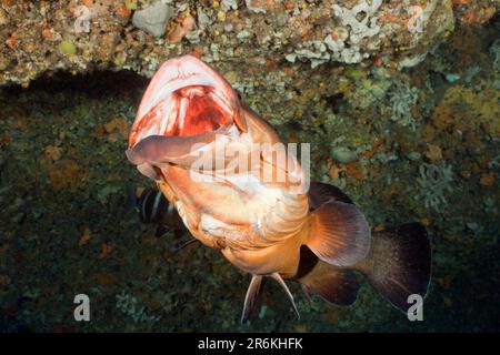 Dusky Grouper (Epinephelus marginatus), Medes-Inseln, Costa Brava, Meer, Spanien Stockfoto