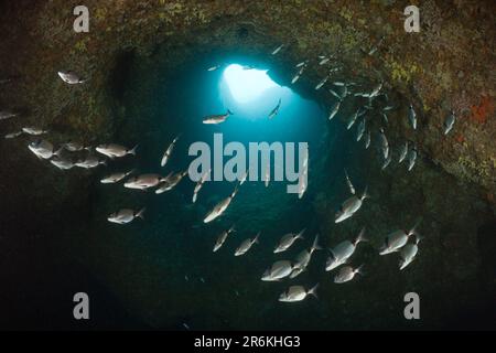 Zwei-Bandbrassen in der Höhle, Medes-Inseln, Costa Brava, Spanien (Diplodus vulgaris) Stockfoto