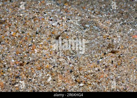 Gemeiner Tintenfisch (Sepia officinalis) in Sand, Costa Brava, Spanien Stockfoto