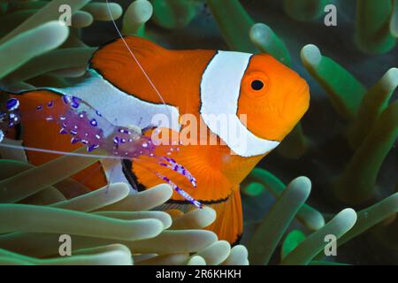 Clownfish und Anemone Shrimp, Raja Ampat, West Papua, Indonesien (Periclimenes tosaensis) (Amphiprion ocellaris), Clownfisch, Falscher Clownfisch Stockfoto