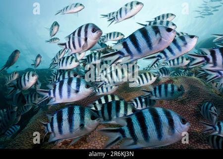 Scherenschwanzfeldwebel Majors, Beqa Lagoon, Viti Levu, Fidschi, Damselfisch (Abudefduf sexfasciatus), Sergeantfisch Stockfoto