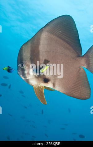 Bicolor Cleaner Wrasse Cleaning Longfin Batfish (Platax teira), North Ari Atol, Malediven (Labroides bicolor), Side Stockfoto