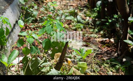 Eine Libelle auf einem Baumstamm Stockfoto