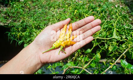 Orange Chili auf der Hand mit Chilibaum im Hintergrund Stockfoto
