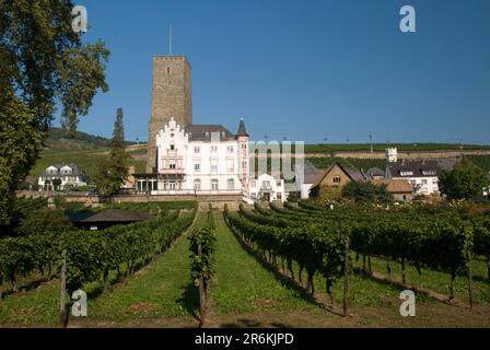 Boosenburg und Weinberg, Oberburg, UNESCO-Weltkulturerbe Oberes Mittelrheintal, Ruedesheim, Rheingau, Hessen, Deutschland Stockfoto