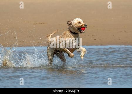 Buddy der Cockapoo hat den besten Tag aller Zeiten, da er im Meerwasser am Ufer des Southport Beach in Merseyside spielt. Kredit: Cernan Elias/Alamy Live News Stockfoto