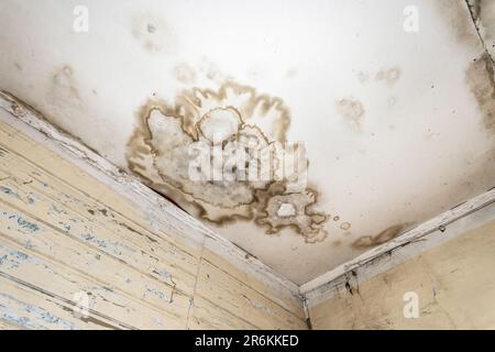 Schimmel- und Schimmelflecken an der Decke oder Wand aufgrund schlechter Belüftung und hoher Luftfeuchtigkeit. Gesundheitsschäden. Stockfoto