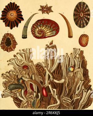 Encyclopaedia londinensis, OR, Universelles Wörterbuch der Künste, Wissenschaften und Literatur : in einer allgemeinen alphabetischen Anordnung alle Wörter und Inhalte aller in der englischen Sprache vorhandenen Wörterbücher verstehen : In dem die verbesserten Abteilungen der mechanischen Künste, der Liberalwissenschaften, der höheren Mathematik und der verschiedenen Zweige der höflichen Literatur aus den Akten, Memoiren und Transaktionen der angesehensten literarischen Gesellschaften in Europa, Asien und Amerika ausgewählt werden: Erstellung eines umfassenden Überblicks über den Aufstieg, den Fortschritt und den gegenwärtigen Stand des menschlichen Lernens Stockfoto