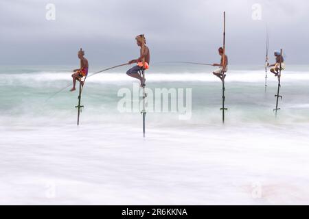 Stelze Fischer, Ahangama, Sri Lanka Stockfoto