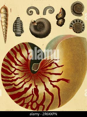 Encyclopaedia londinensis, OR, Universelles Wörterbuch der Künste, Wissenschaften und Literatur : in einer allgemeinen alphabetischen Anordnung alle Wörter und Inhalte aller in der englischen Sprache vorhandenen Wörterbücher verstehen : In dem die verbesserten Abteilungen der mechanischen Künste, der Liberalwissenschaften, der höheren Mathematik und der verschiedenen Zweige der höflichen Literatur aus den Akten, Memoiren und Transaktionen der angesehensten literarischen Gesellschaften in Europa, Asien und Amerika ausgewählt werden: Erstellung eines umfassenden Überblicks über den Aufstieg, den Fortschritt und den gegenwärtigen Stand des menschlichen Lernens Stockfoto