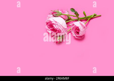 Kleine Anordnung von leuchtenden Rosen auf pinkfarbenem Hintergrund bietet ausreichend Platz für personalisierte Nachrichten oder Beschriftungen. Stockfoto