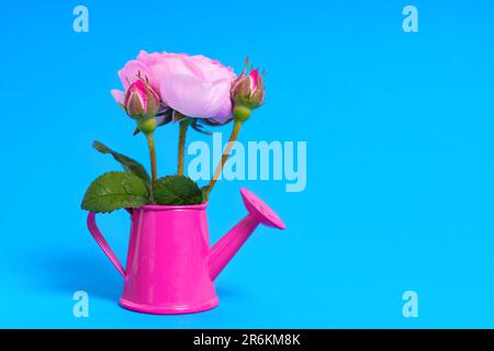 Zarter Strauß frischer geschnittener Rosen in einer pinkfarbenen Miniatur-Gießkanne, isoliert auf Blau. Lebendiger Hintergrund im Garten- und Gartenbau. Stockfoto