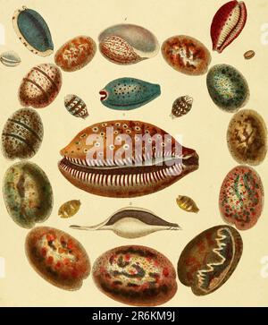 Encyclopaedia londinensis, OR, Universelles Wörterbuch der Künste, Wissenschaften und Literatur : in einer allgemeinen alphabetischen Anordnung alle Wörter und Inhalte aller in der englischen Sprache vorhandenen Wörterbücher verstehen : In dem die verbesserten Abteilungen der mechanischen Künste, der Liberalwissenschaften, der höheren Mathematik und der verschiedenen Zweige der höflichen Literatur aus den Akten, Memoiren und Transaktionen der angesehensten literarischen Gesellschaften in Europa, Asien und Amerika ausgewählt werden: Erstellung eines umfassenden Überblicks über den Aufstieg, den Fortschritt und den gegenwärtigen Stand des menschlichen Lernens Stockfoto