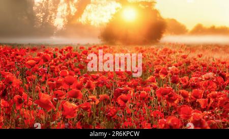 Ein nebiger Sonnenaufgang auf einem Mohnfeld in Dänemark Stockfoto