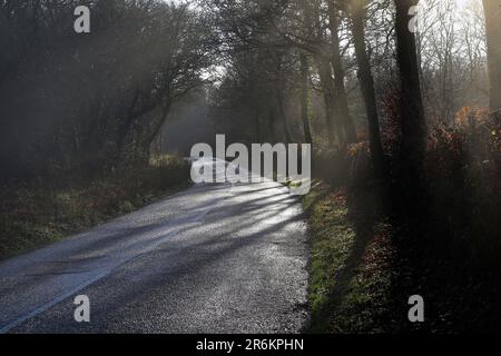 Ein nebiger Dezembermorgen, wenn die Sonne durch die Bäume auf der Straße nach Stoke Climsland scheint... Stockfoto