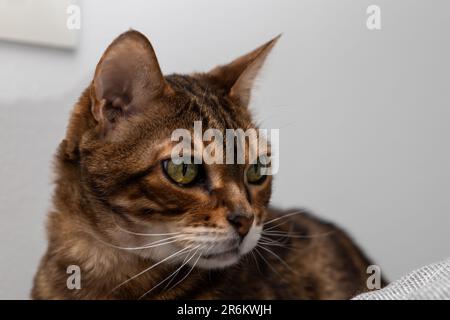 Die braune, gestreifte Bengalskatze sieht gut aus Stockfoto