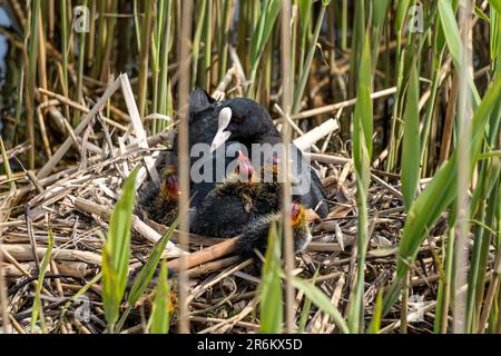 Eurasische Muschel (Fulica atra) mit Küken im Nest Stockfoto