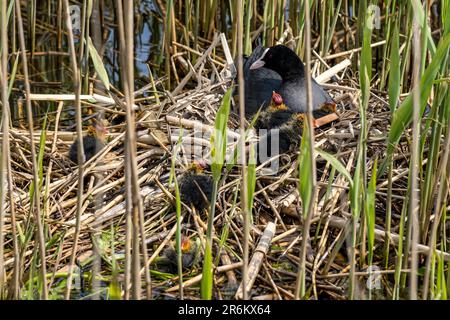 Eurasische Muschel (Fulica atra) mit Küken im Nest Stockfoto