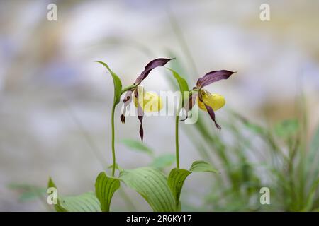 Frauenschuhorchidee oder Cypripedium calceolus, sehr seltene Orchidee. Stockfoto